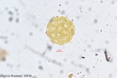 Sylvie.Rouland/Sericorema_humbertiana_102/Sericorema_humbertiana_102_0001(copy)_thumb.jpg