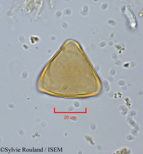 Sylvie.Rouland/Serruria_acrocarpa_1728/Serruria_acrocarpa_1728_0001(copy)_thumb.jpg