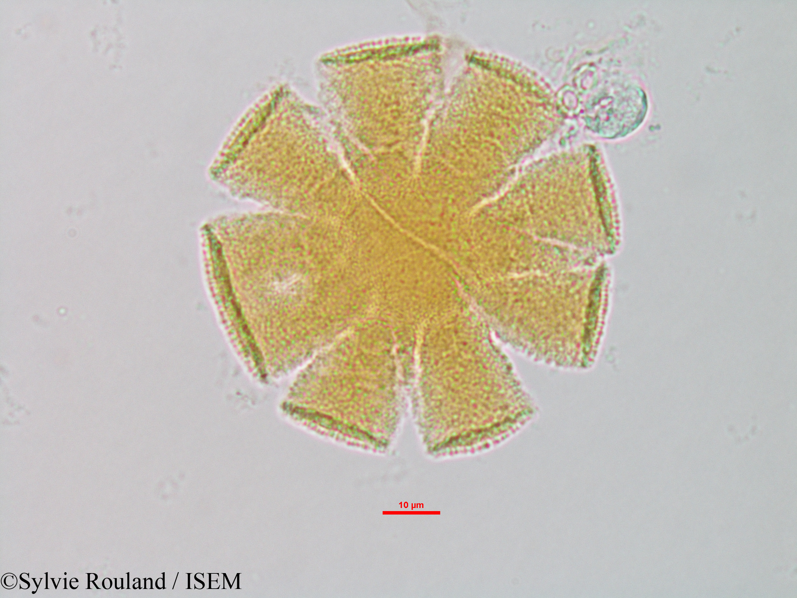 Sylvie.Rouland/Sesamum_indicum_1327/Sesamum_indicum_1327_0001(copy).jpg