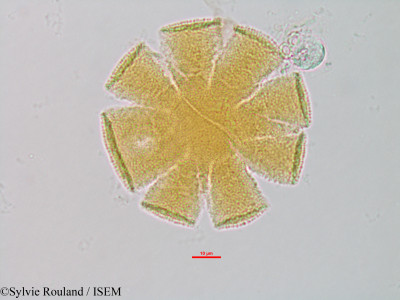 Sylvie.Rouland/Sesamum_indicum_1327/Sesamum_indicum_1327_0001(copy)_thumb.jpg