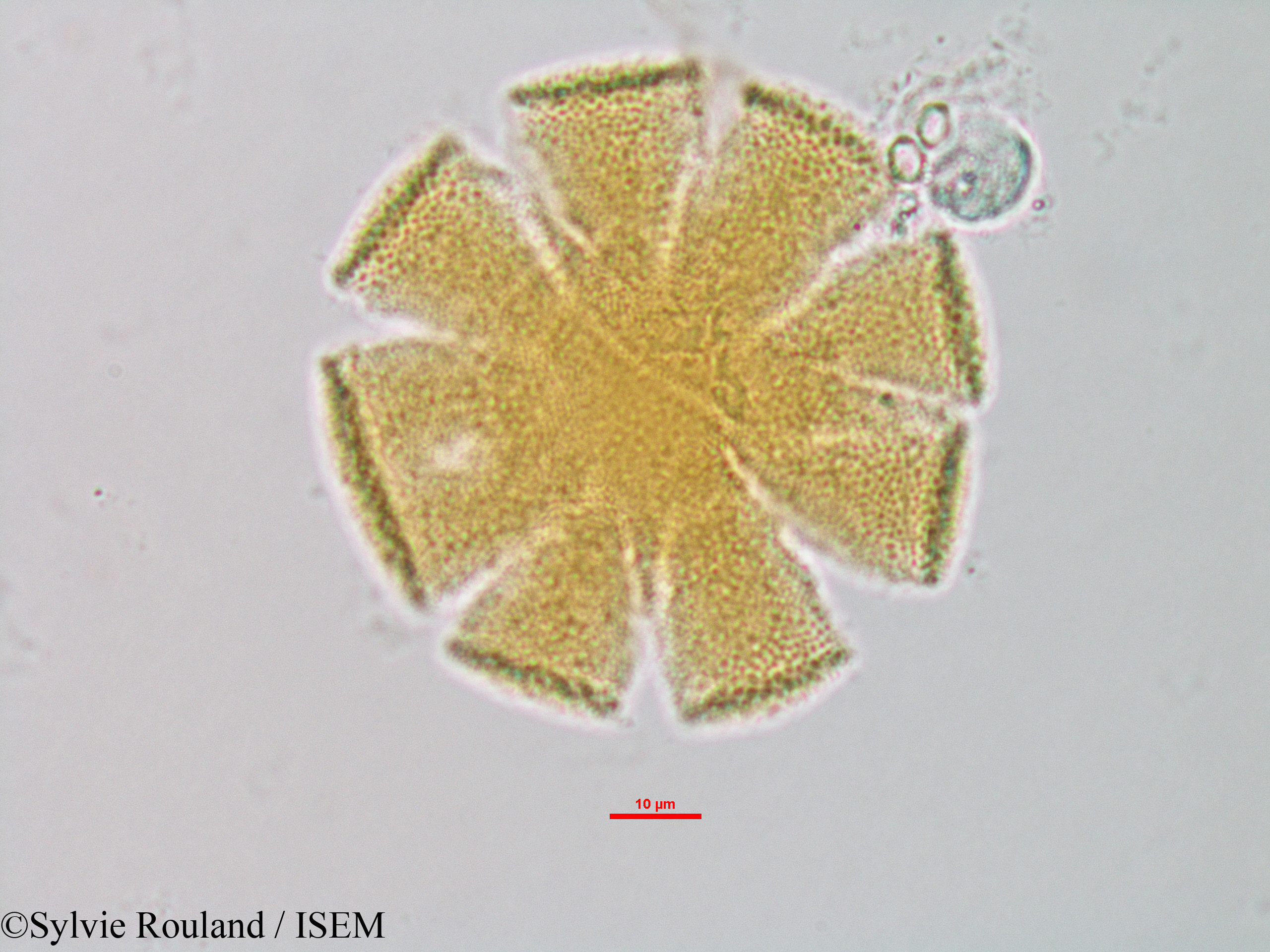 Sylvie.Rouland/Sesamum_indicum_1327/Sesamum_indicum_1327_0002(copy).jpg