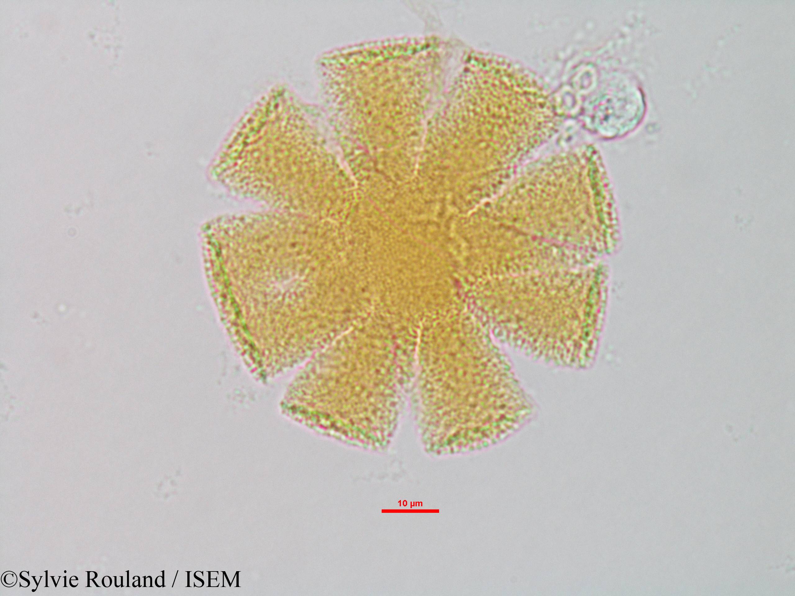 Sylvie.Rouland/Sesamum_indicum_1327/Sesamum_indicum_1327_0003(copy).jpg