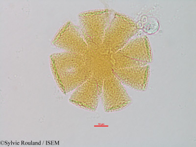 Sesamum indicum - lame n° 1327