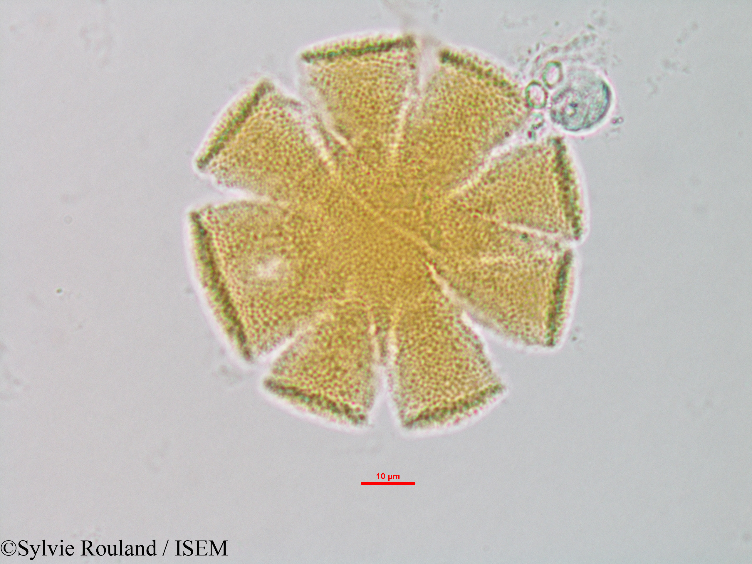 Sylvie.Rouland/Sesamum_indicum_1327/Sesamum_indicum_1327_0004(copy).jpg