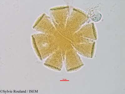 Sesamum indicum - lame n° 1327