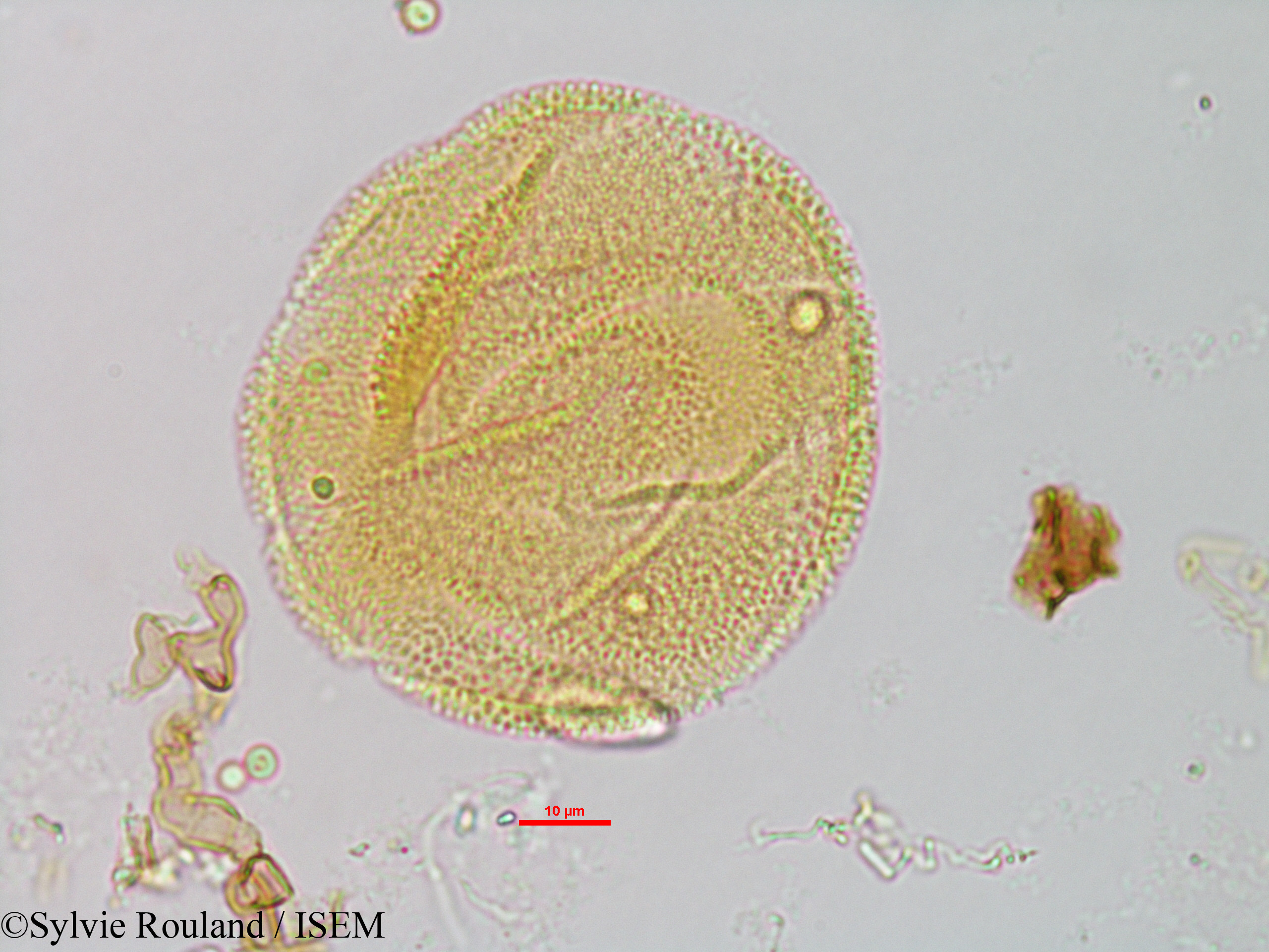 Sylvie.Rouland/Sesamum_indicum_1327/Sesamum_indicum_1327_0005(copy).jpg