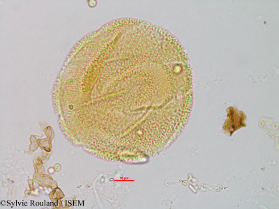 Sesamum indicum - lame n° 1327