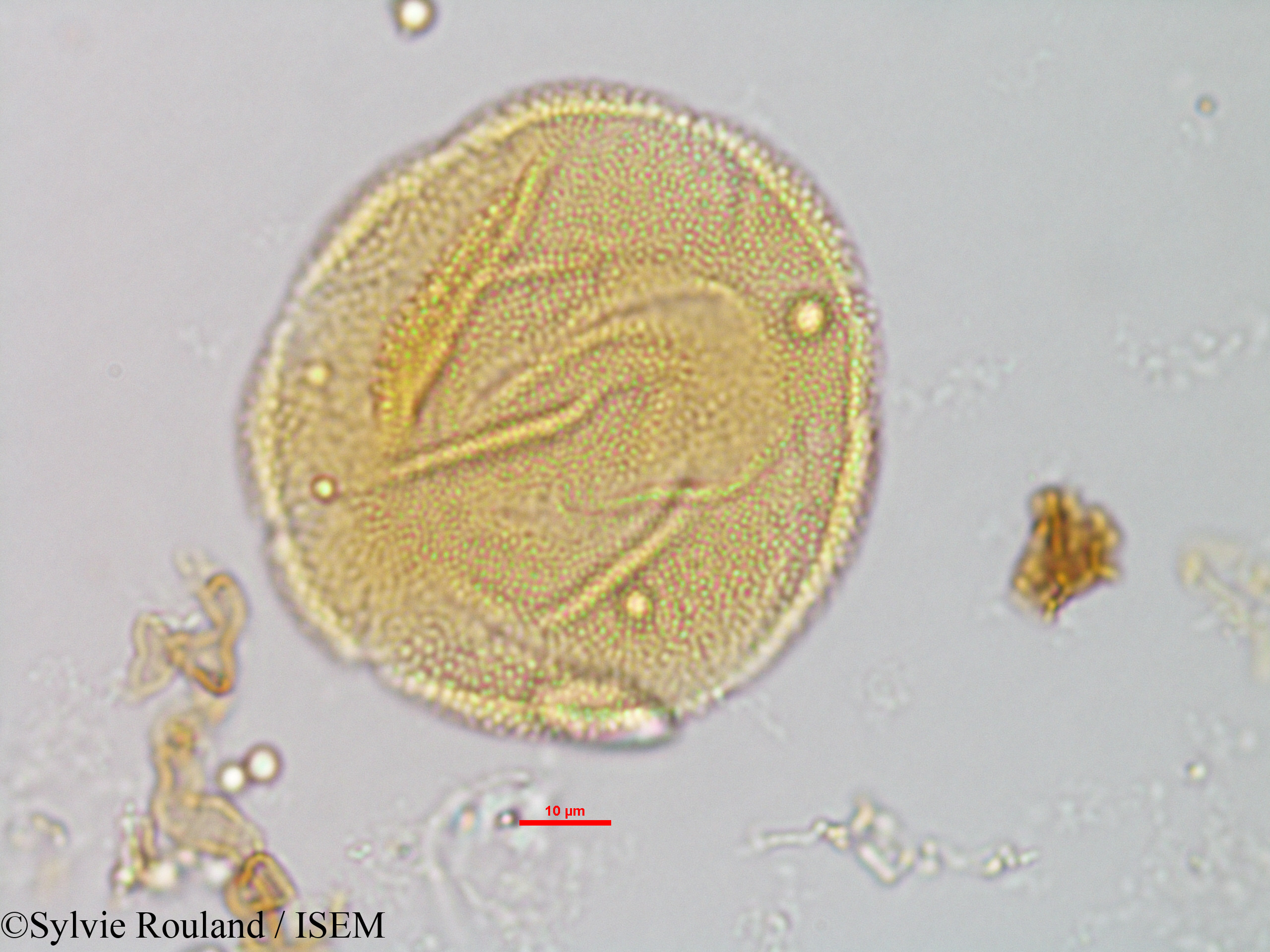 Sylvie.Rouland/Sesamum_indicum_1327/Sesamum_indicum_1327_0006(copy).jpg