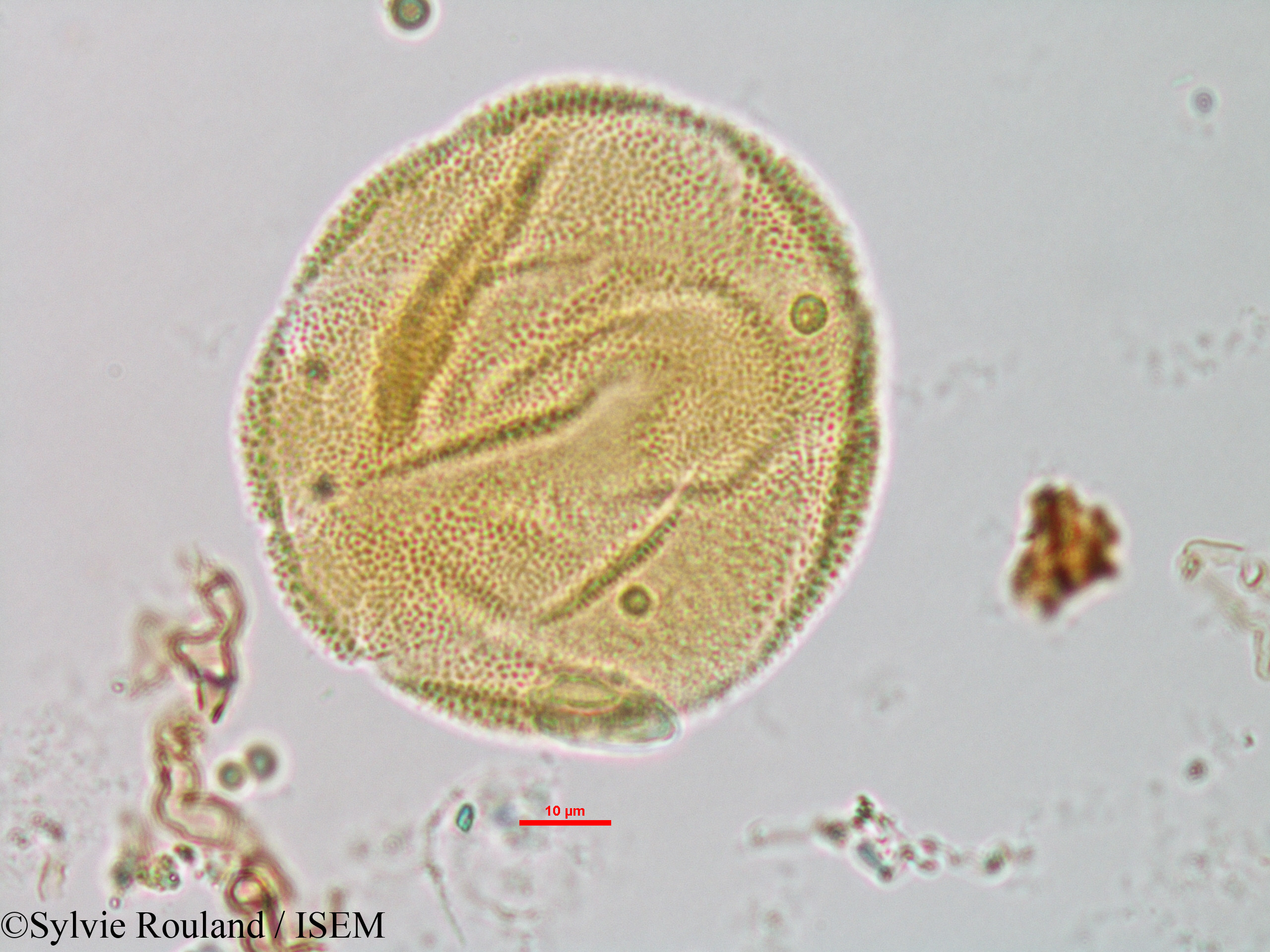 Sylvie.Rouland/Sesamum_indicum_1327/Sesamum_indicum_1327_0007(copy).jpg