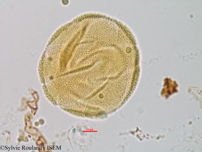 Sesamum indicum - lame n° 1327