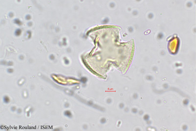 Sylvie.Rouland/Sesbania_cannabina_5687/Sesbania_cannabina_5687_0001(copy)_thumb.jpg