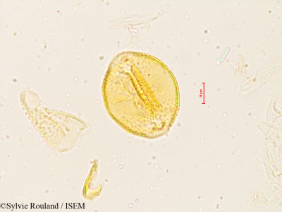Sylvie.Rouland/Sesbania_grandiflora_3998/Sesbania_grandiflora_3998_0001(copy)_thumb.jpg