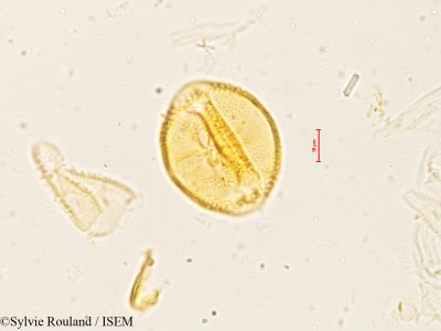 Sesbania grandiflora - lame n° 3998