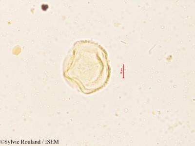 Sesbania grandiflora - lame n° 3998
