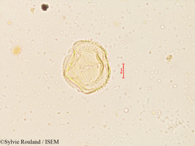 Sesbania grandiflora - lame n° 3998