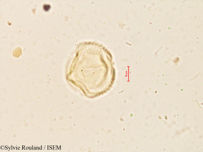 Sesbania grandiflora - lame n° 3998