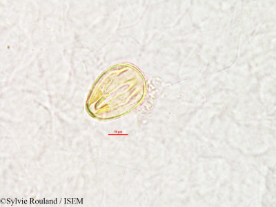 Sylvie.Rouland/Sesbania_punctata_2792/Sesbania_punctata_2792_0001(copy)_thumb.jpg