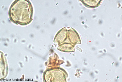 Sesbania sesban var. bicolor - lame n° 5755