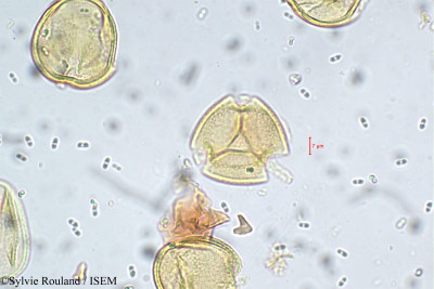 Sesbania sesban var. bicolor - lame n° 5755