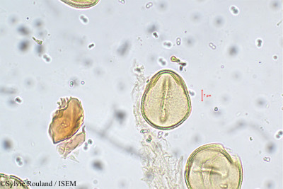 Sesbania sesban var. bicolor - lame n° 5755