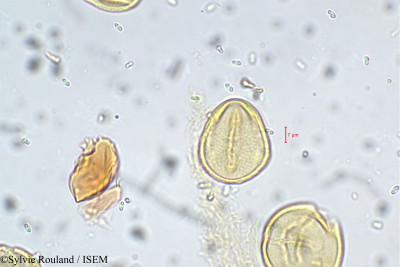 Sesbania sesban var. bicolor - lame n° 5755