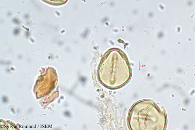 Sesbania sesban var. bicolor - lame n° 5755