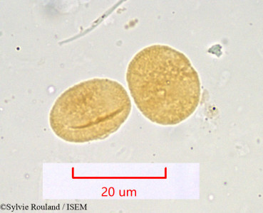 Seseli libanotis - lame n° 951