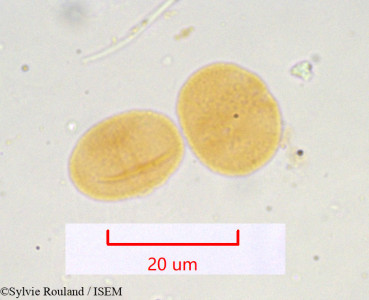 Seseli libanotis - lame n° 951