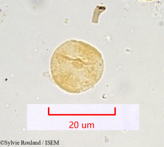 Seseli libanotis - lame n° 951