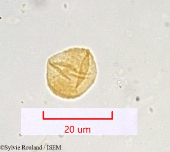 Seseli libanotis - lame n° 951