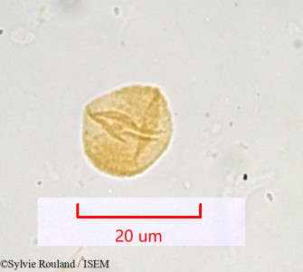 Seseli libanotis - lame n° 951