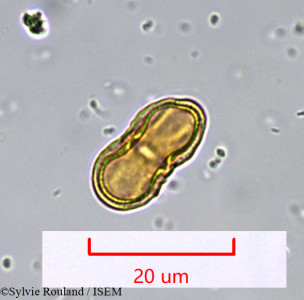 Sylvie.Rouland/Seseli_montanum_924/Seseli_montanum_924_0001(copy)_thumb.jpg