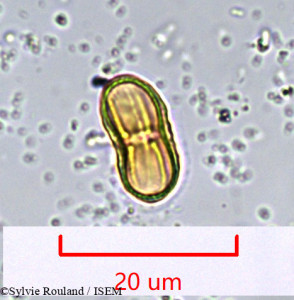 Sylvie.Rouland/Seseli_tortuosum_925/Seseli_tortuosum_925_0001(copy)_thumb.jpg
