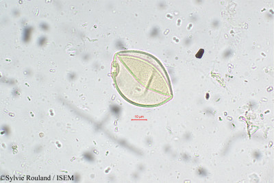 Sylvie.Rouland/Setaria_palmifolia_5521/Setaria_palmifolia_5521_0001(copy)_thumb.jpg