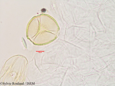 Sylvie.Rouland/Seyrigia_gracilis_3339/Seyrigia_gracilis_3339_0001(copy)_thumb.jpg