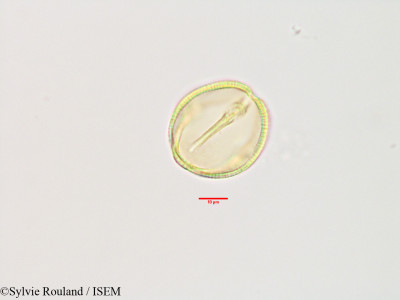 Sylvie.Rouland/Seyrigia_humbertii_3340/Seyrigia_humbertii_3340_0001(copy)_thumb.jpg
