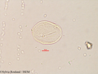 Sylvie.Rouland/Seyrigia_multiflora_3266/Seyrigia_multiflora_3266_0001(copy)_thumb.jpg