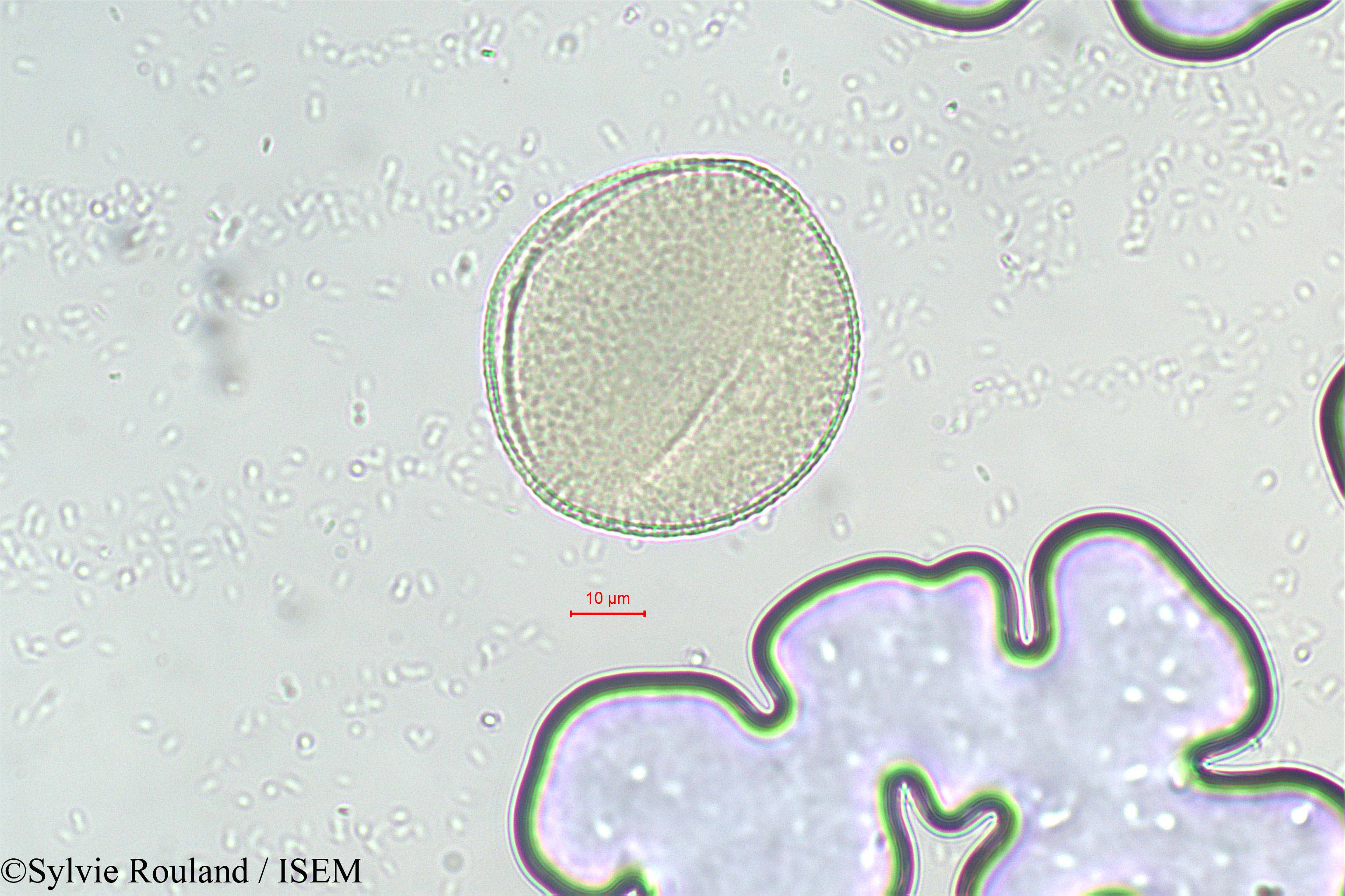 Sylvie.Rouland/Seyrigia_sp._290/Seyrigia_sp._290_0001(copy).jpg
