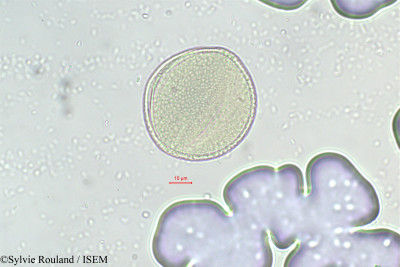 Seyrigia - lame n° 290