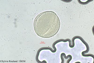 Seyrigia - lame n° 290