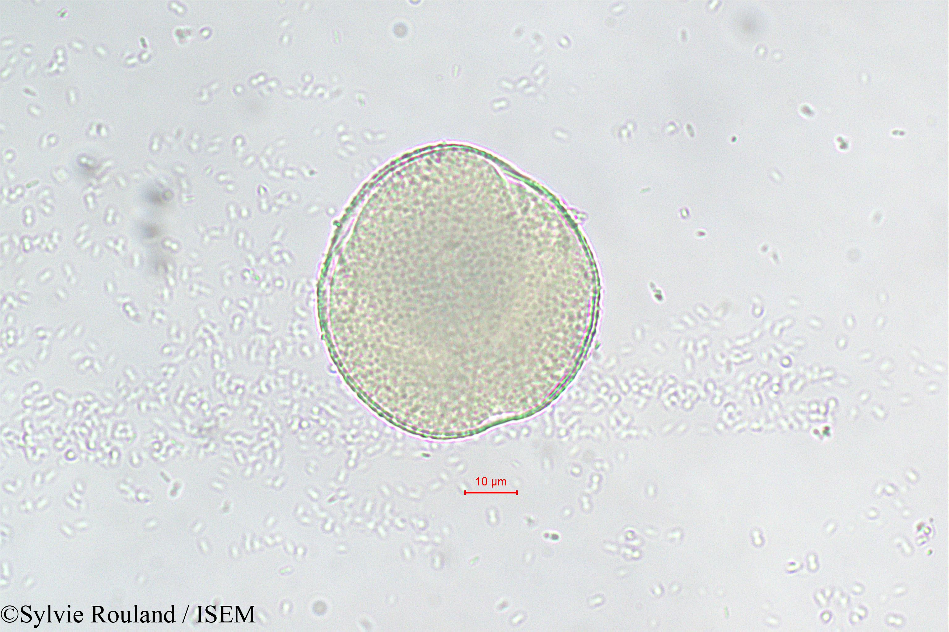 Sylvie.Rouland/Seyrigia_sp._290/Seyrigia_sp._290_0004(copy).jpg