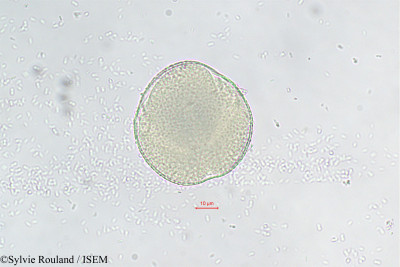 Seyrigia - lame n° 290