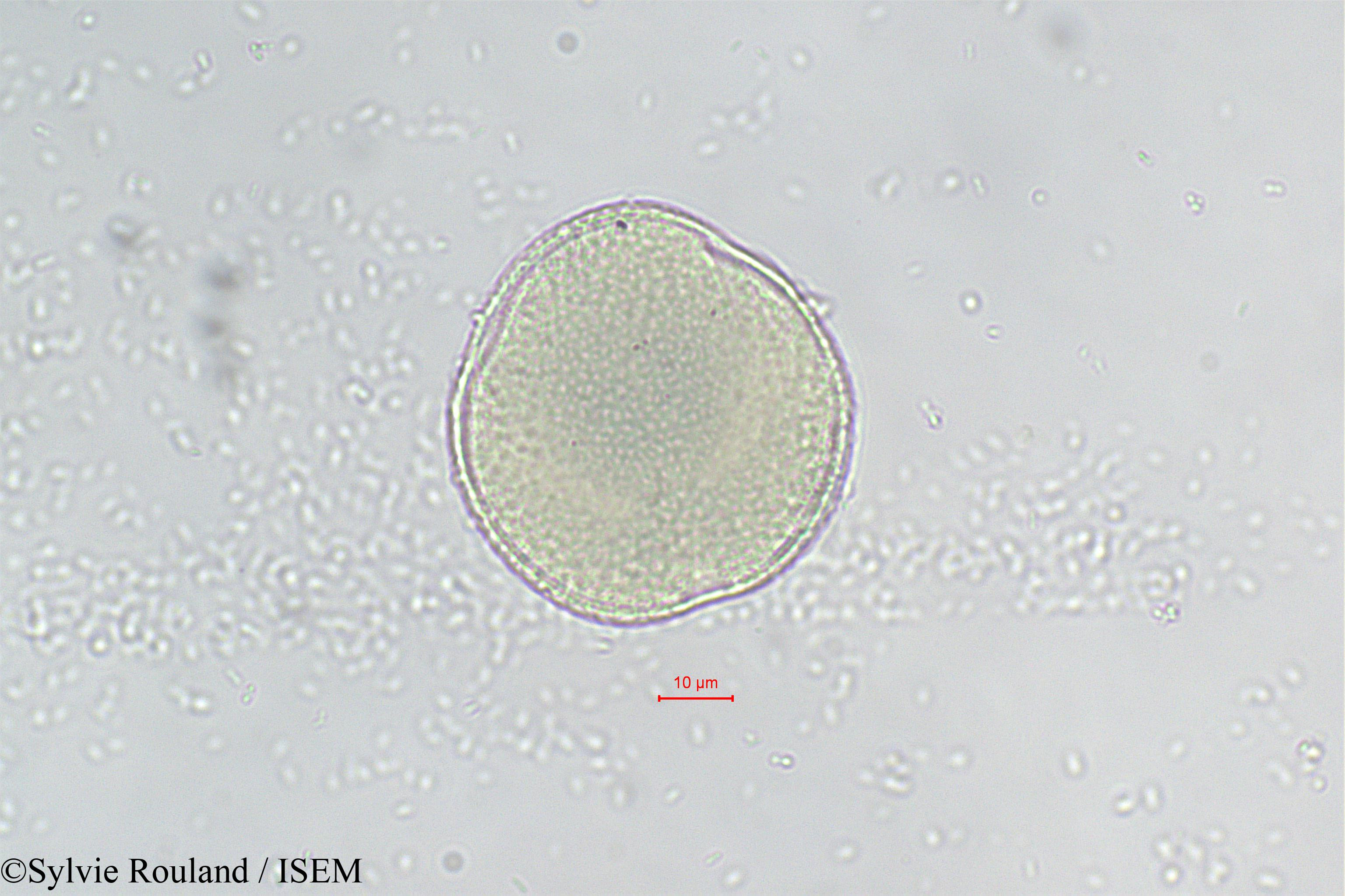 Sylvie.Rouland/Seyrigia_sp._290/Seyrigia_sp._290_0005(copy).jpg