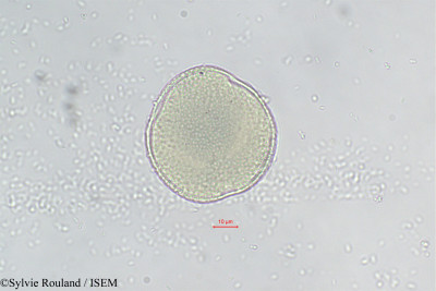 Seyrigia - lame n° 290