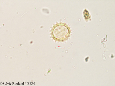 Sylvie.Rouland/Sigesbeckia_orientalis_4082/Sigesbeckia_orientalis_4082_0001(copy)_thumb.jpg