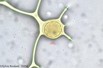 Sylvie.Rouland/Silene_kilianii_163/Silene_kilianii_163_0001(copy)_thumb.jpg