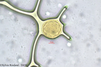 Silene kilianii - lame n° 163