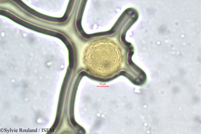 Silene kilianii - lame n° 163