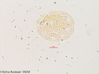 Sylvie.Rouland/Silene_nutans_4170/Silene_nutans_4170_0001(copy)_thumb.jpg