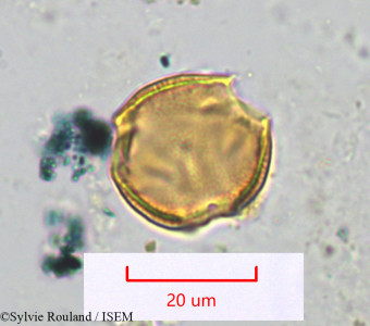 Sylvie.Rouland/Simirestis_sp_1100/Simirestis_sp_1100_0001(copy)_thumb.jpg